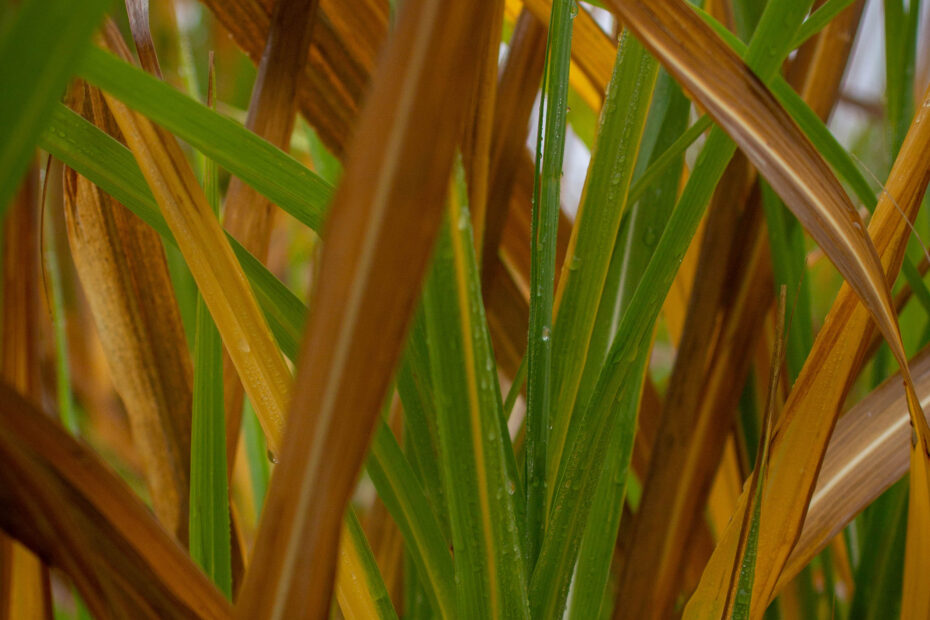 Miscanthus in autumn