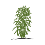 Hand drawn colored Miscanthus giganteus plant