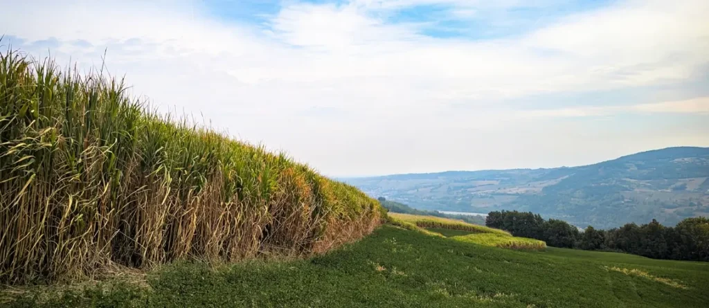Miscanthus Aphoridte43 - Italy 2026