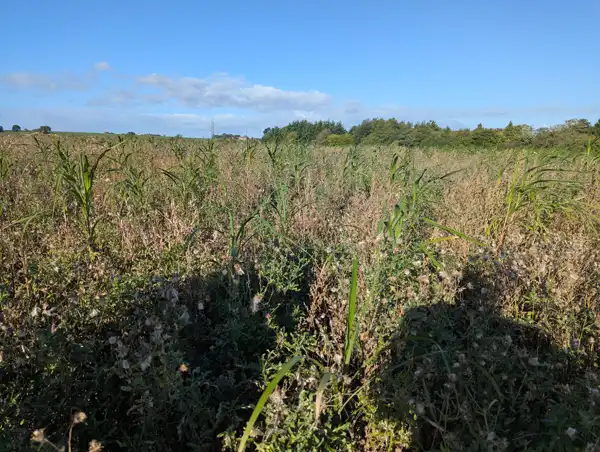 Miscanthus in its first year with no weed control