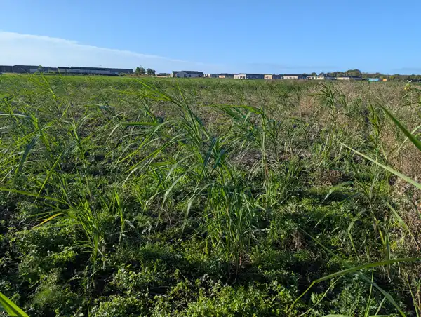 Miscanthus in its first year with good weed control