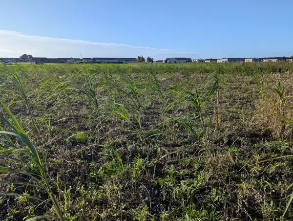 Miscanthus in its first year with ok weed control