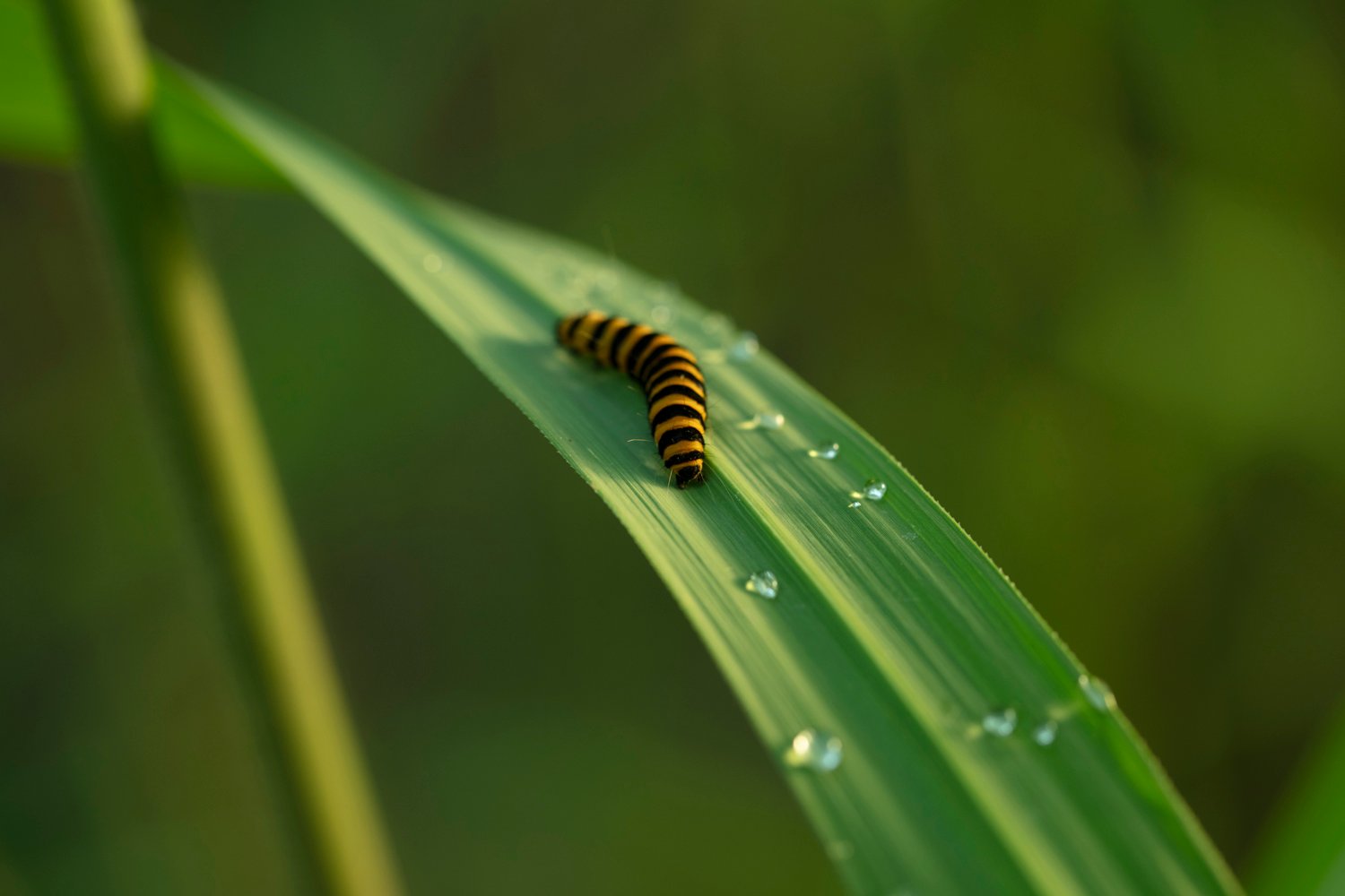 Miscanthus leaf with caterpillar biodiversity