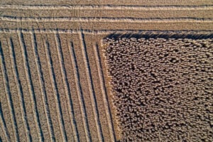 Miscanthus field drone