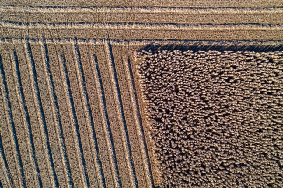 Miscanthus field drone