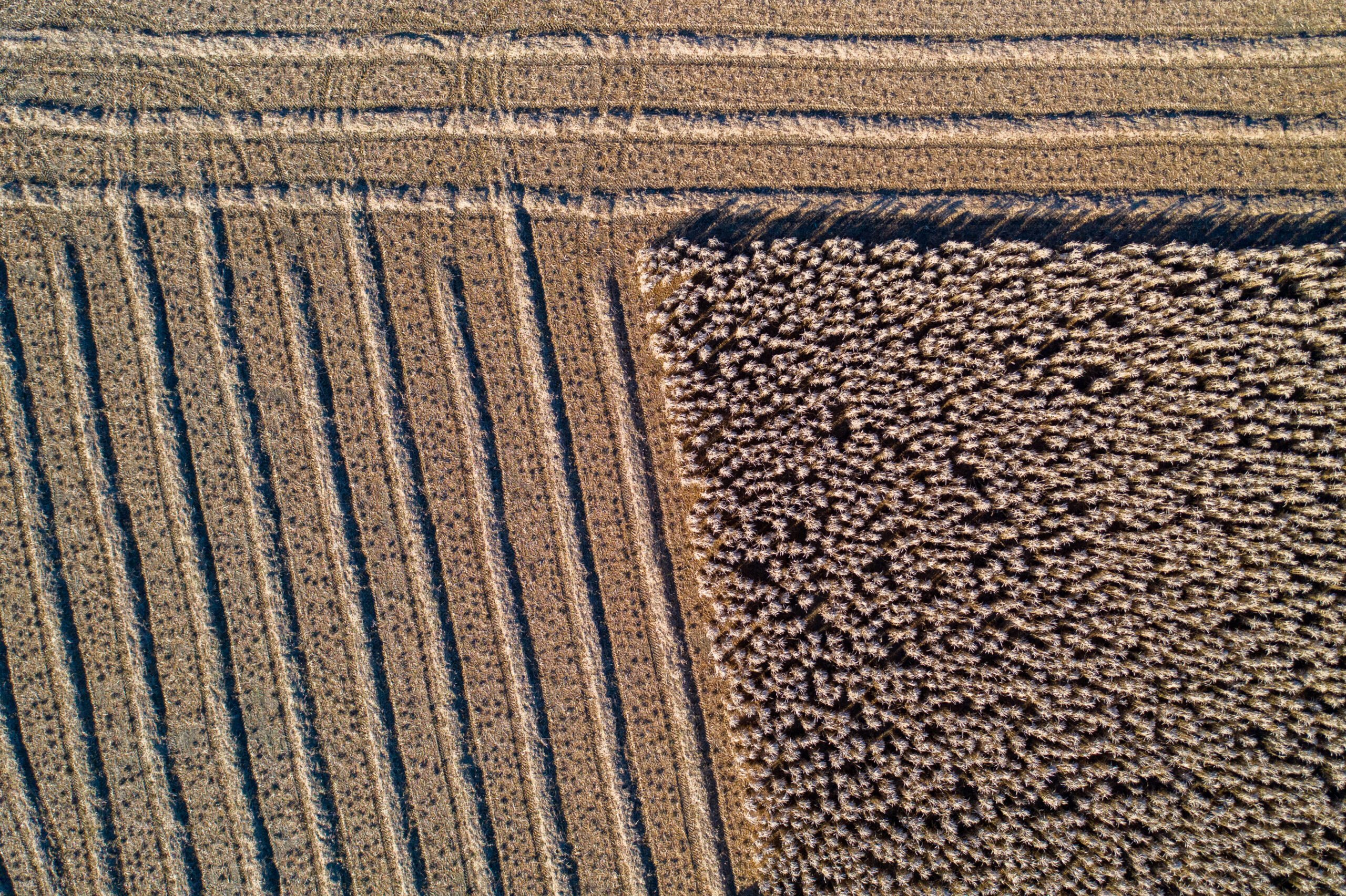 Miscanthus field drone