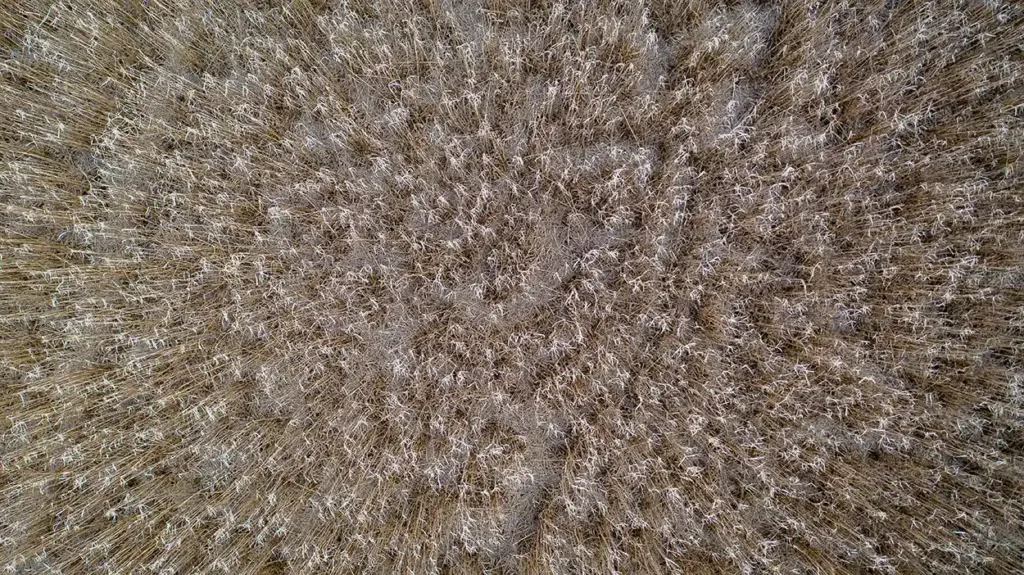 Senesced Miscanthus crop seen from a drone in late autumn.