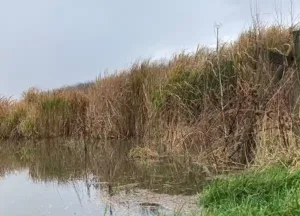 Miscanthus giganteus grows on flooded land, actually it loves waterlogged land