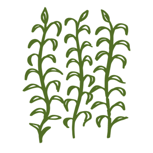 Athena has more stems per plant