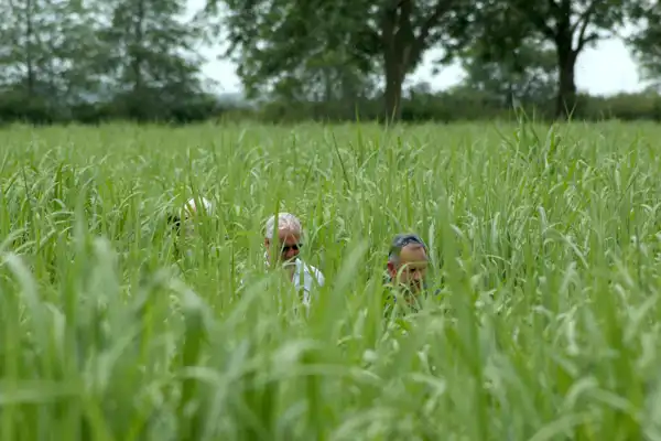 Danish tripartite farming minister visiting a Miscanthus field