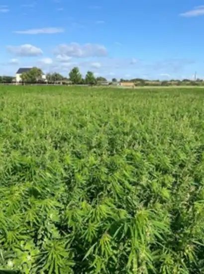 CHCx3 annual fibre crops