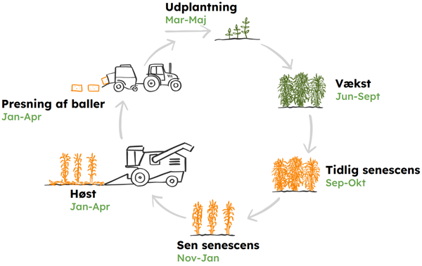 Miscanthus growth cycle, Elefantgræs Vækstcyklus