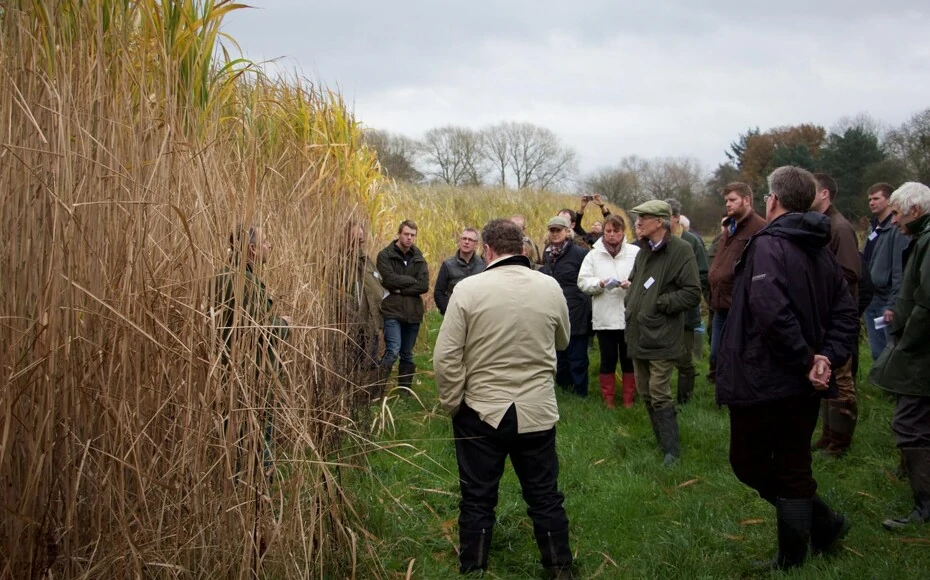 Miscanthus farm walk, mark vandrig Fyn