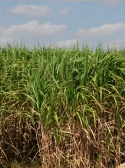 CHCx3 project perennial biomass crops - Miscanthus