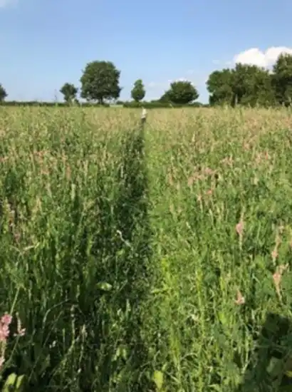 CHCx3 perennial forage crops