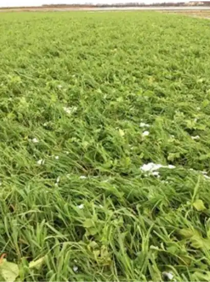 CHCx3 rotational crops