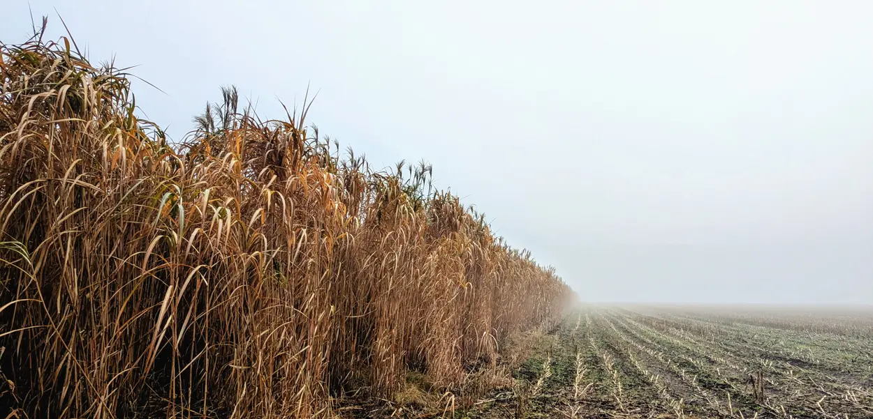 Miscanthus field in autumn with a foggy background