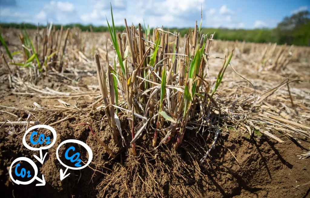 Miscanthus plant showing root system with soil carbon sumbols