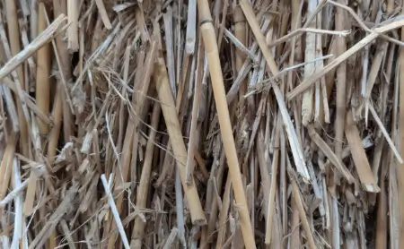 Miscanthus biomass close-up non chipped